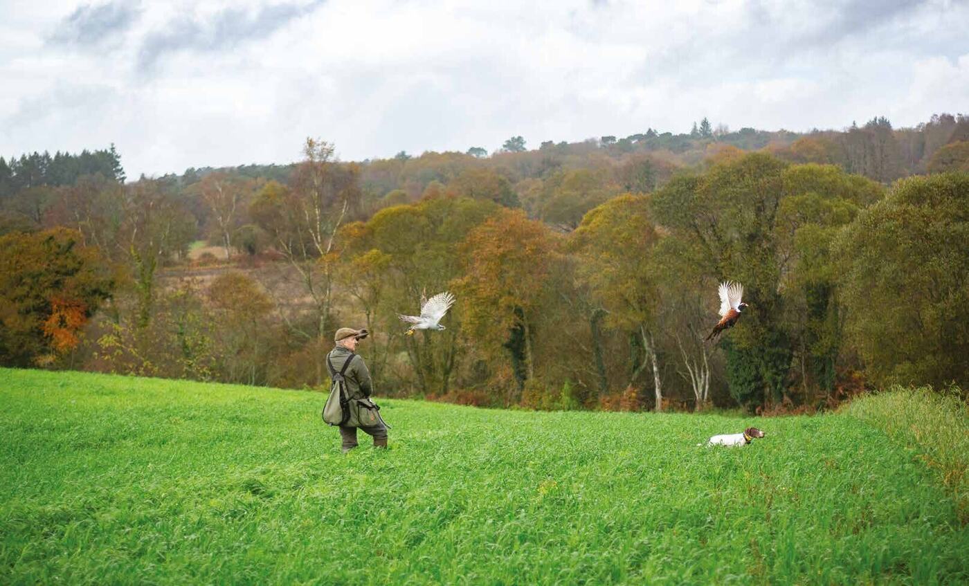 Dans un pré, un autoursier vient de lâcher son autour derrière un coq faisan, un braque français à l’arrêt