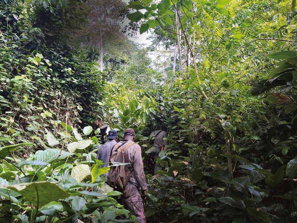 Des pisteurs, de dos, avancent dans une végétation de jungle très dense