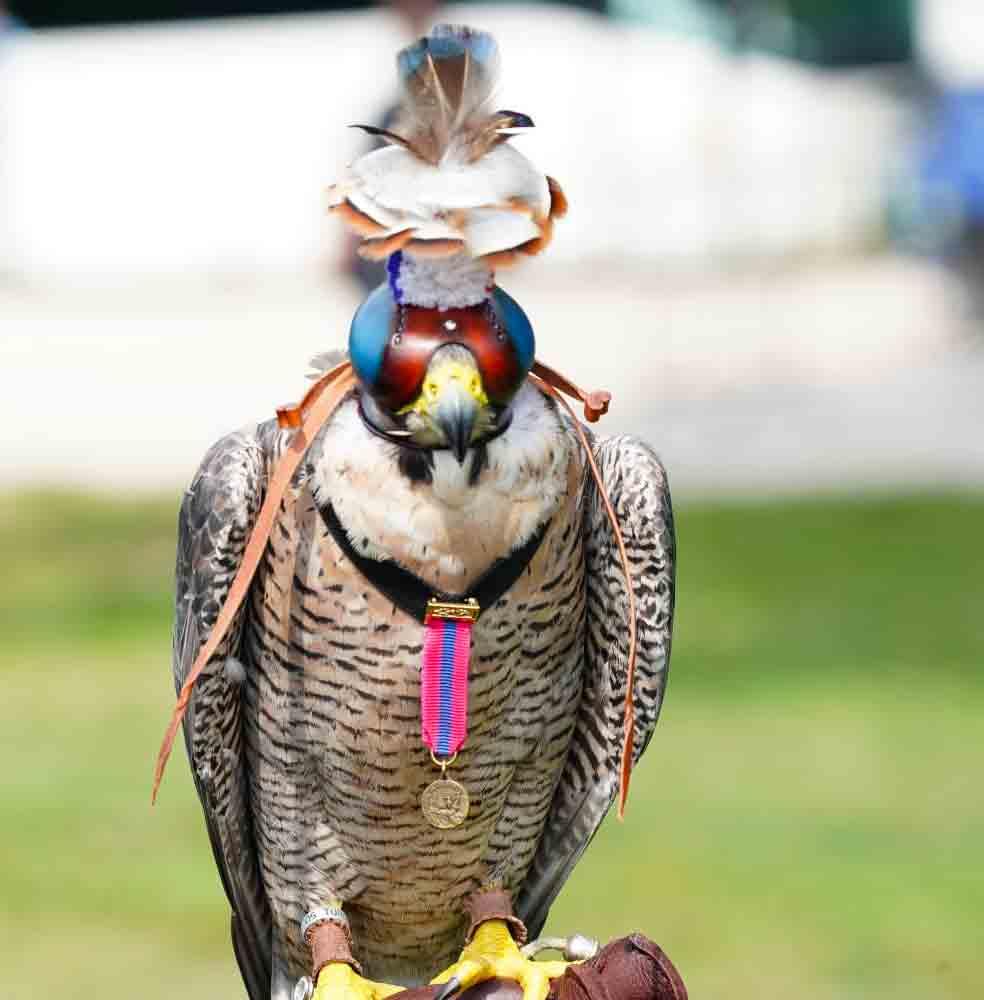 Distinction : Un faucon pèlerin décoré