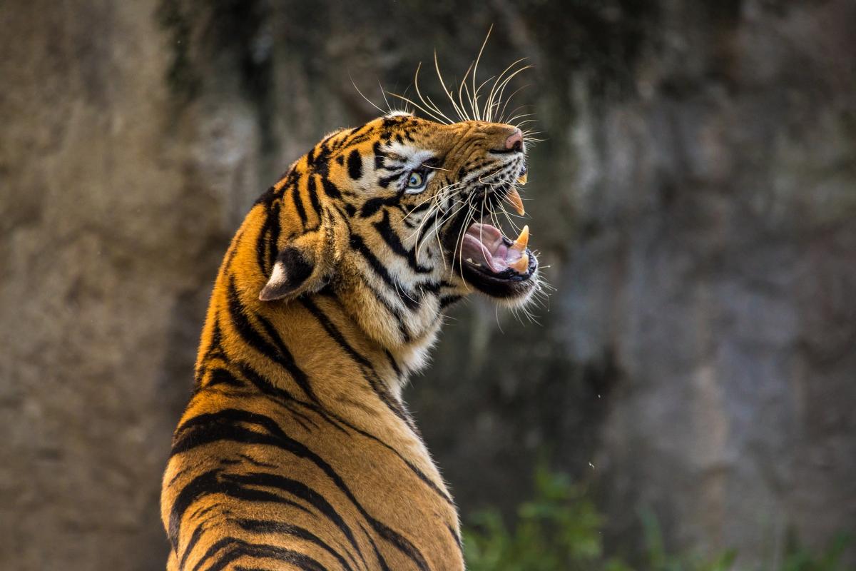 D'un tigre mangeur d'hommes abattu en Inde et des leçons que l'on peut en tirer