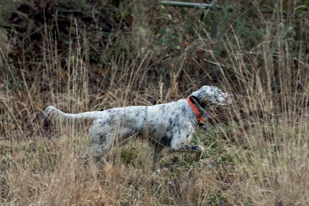 Pointer contre setter si proches et si lointains