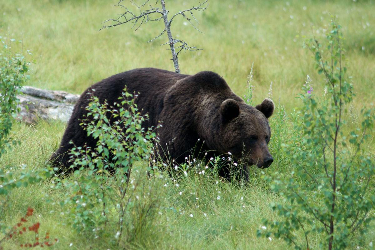 L'ours dans les Pyrénées : une cohabitation impossible ?