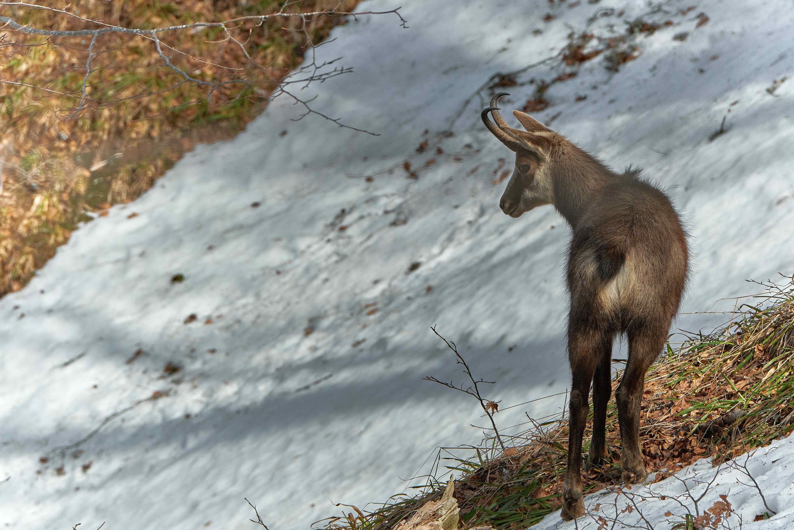 L antilope des Alpes Jours de chasse