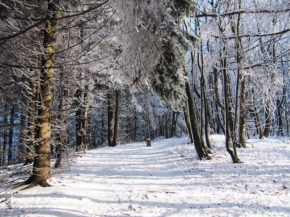 Arc-en-Barrois, massif de légende - Jours de chasse